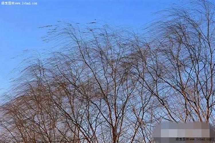 流苏树使用什么肥料