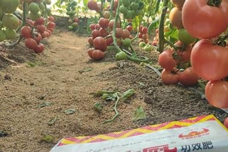 盆栽番茄如何施肥 盆栽番茄施肥时间和方法