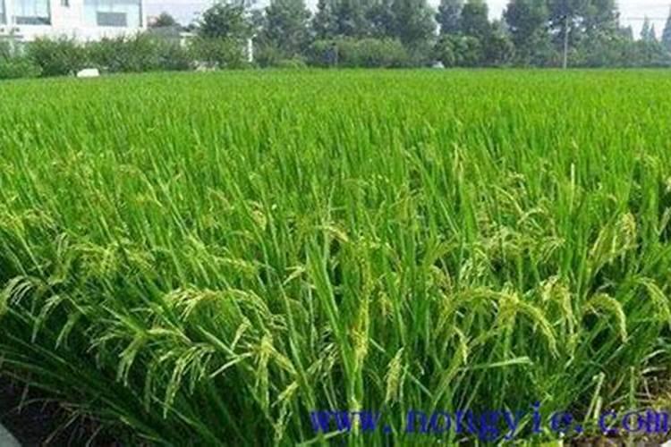 怎么种植水稻产量高 什么时候施钾肥效果好