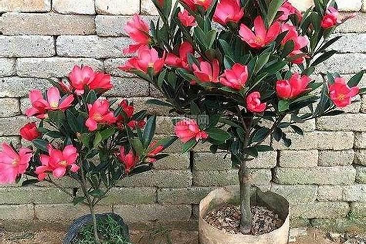 我养的茶花为什么开花开的不大呢？需要上什么肥？