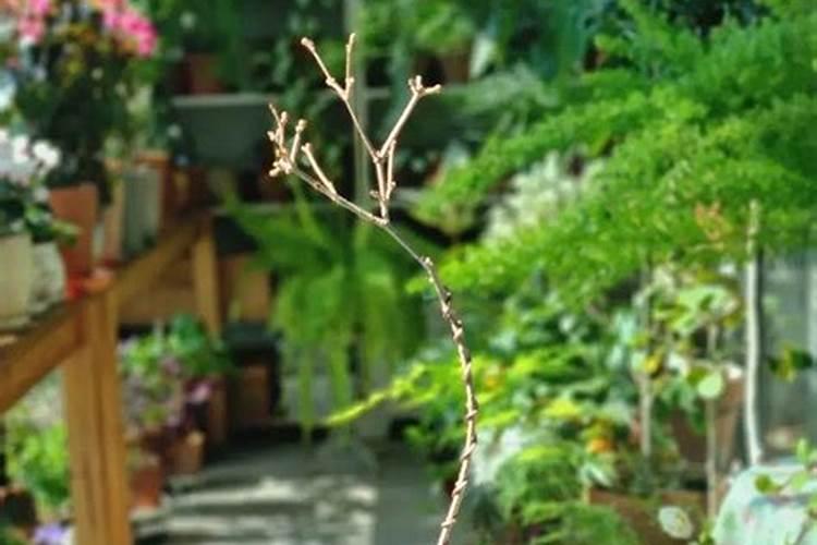 磷酸二氢钾适合哪些植物