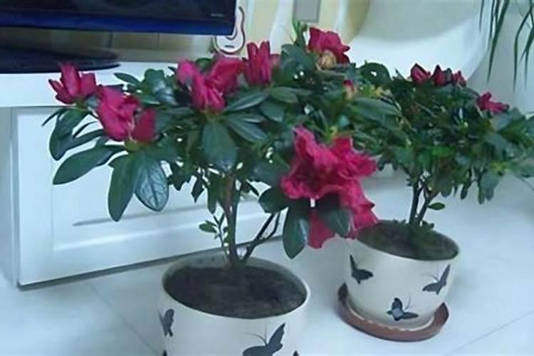 杜鹃花怎样浇水施肥？