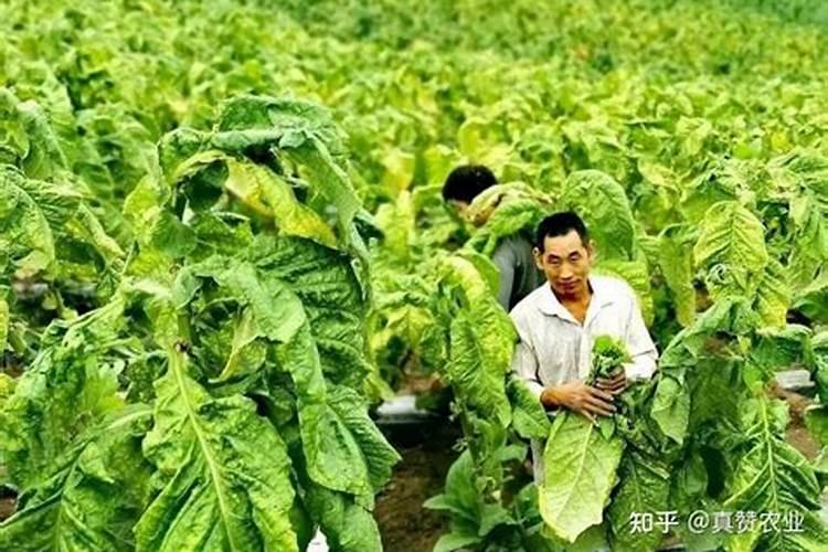 怎样种植烤烟产量高