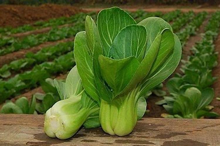 油菜施硼肥要注意什么