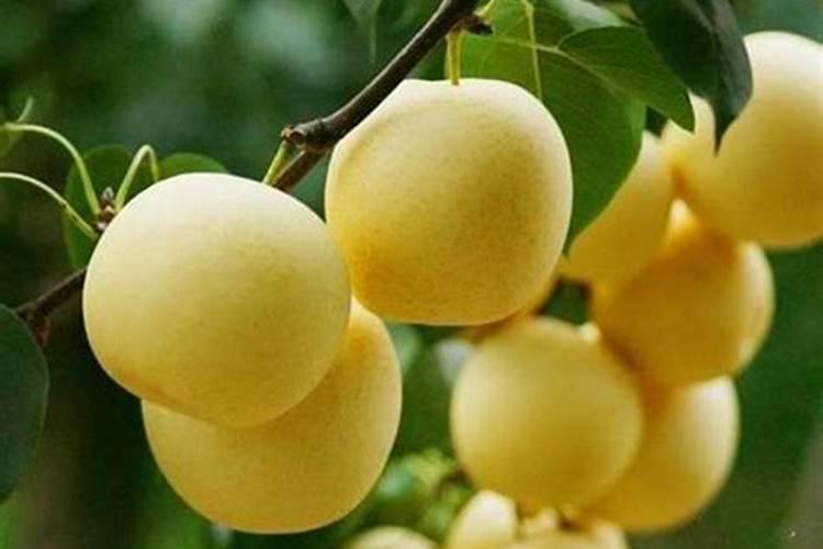 梨树施什么肥最好