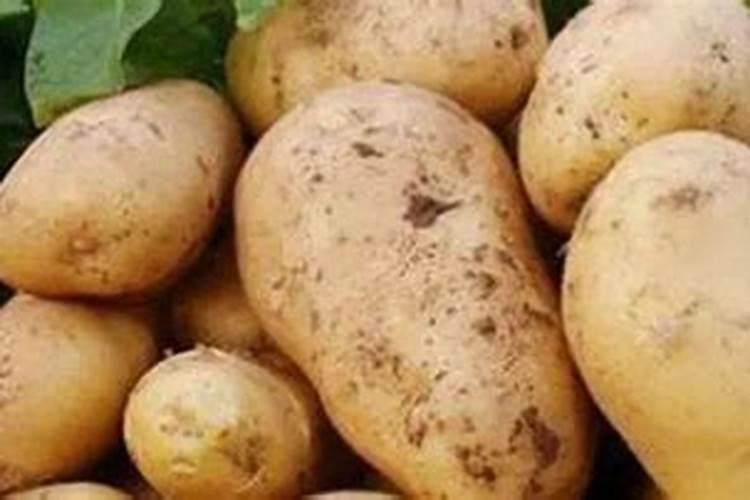 土豆能发酵饲料喂猪吗