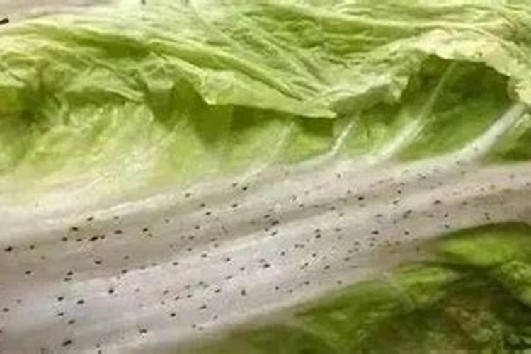 芝麻渣发酵做肥料步骤,芝麻渣属于什么肥