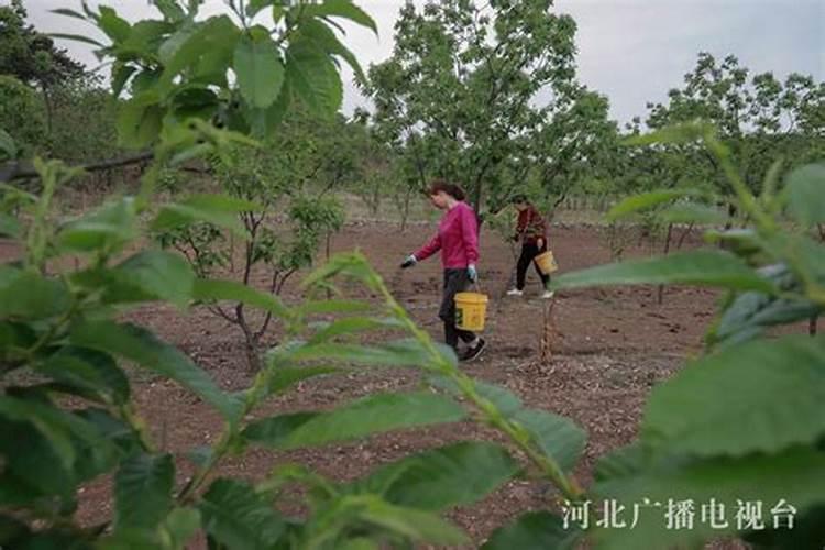 栗子怎样储存硼肥如何正确使用