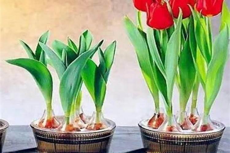 郁金香什么季节开放？