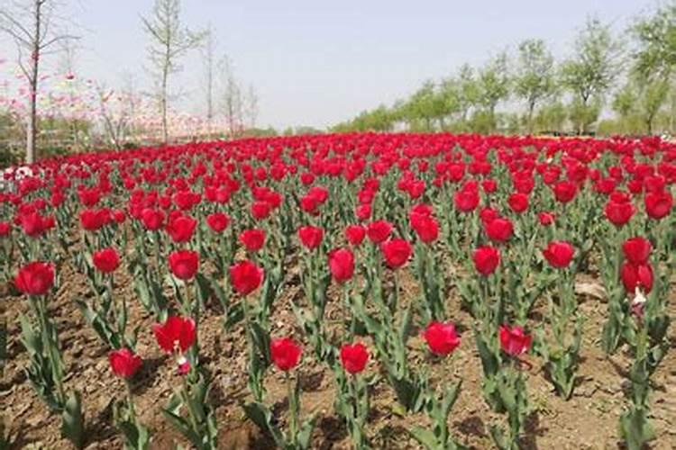 郁金香的别名丶花期丶花语是什么？
