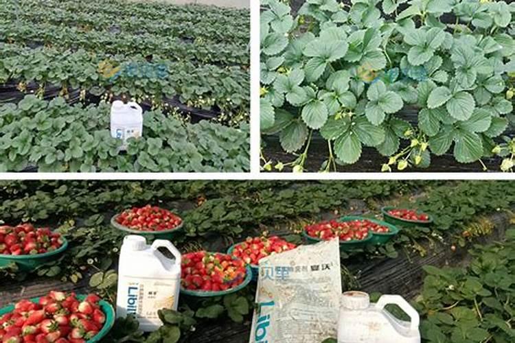 稻温净和氨基酸水溶肥能一起用吗