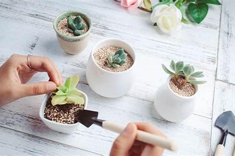 太阳花施什么肥长得粗壮