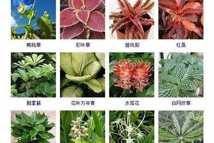 观叶植物施肥以磷肥为主