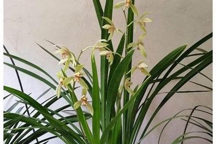 兰花施肥方法,用什么肥好