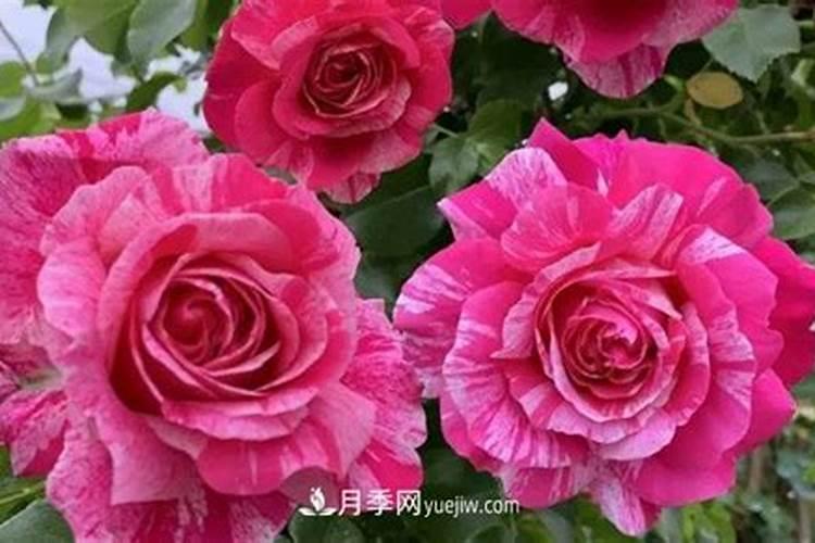 月季应如何施肥