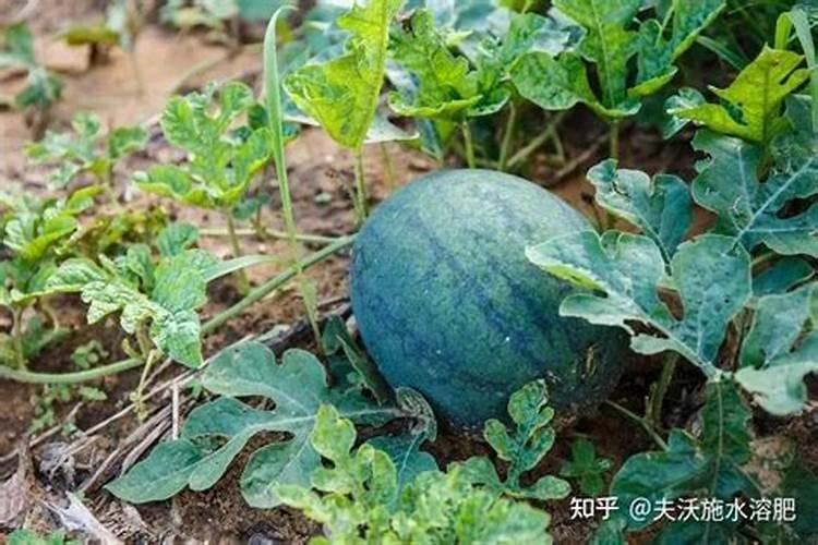 百香果施什么肥料最好