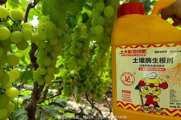 葡萄膨果肥用什么肥最好,葡萄的施肥时间是哪个时候