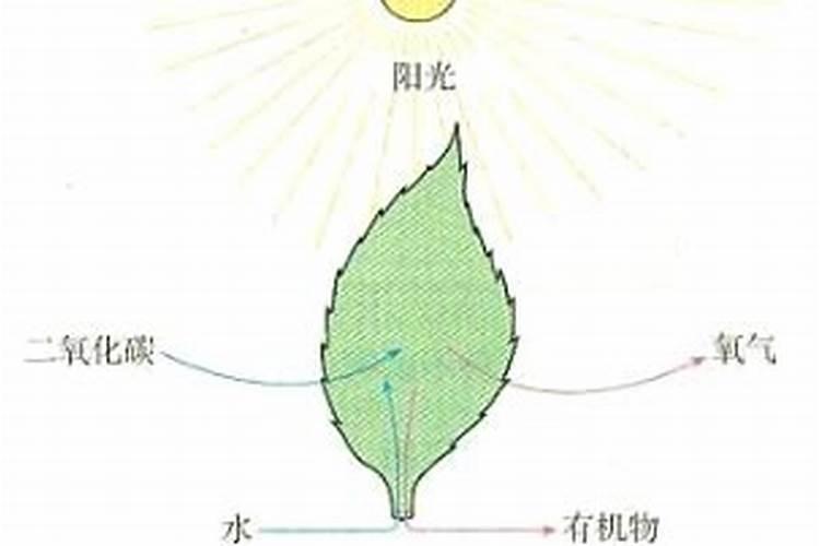 叶面肥几天能吸收得到