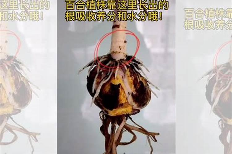 百合施什么肥最好