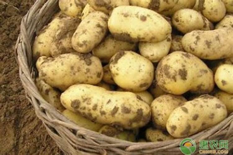 土豆施什么肥好