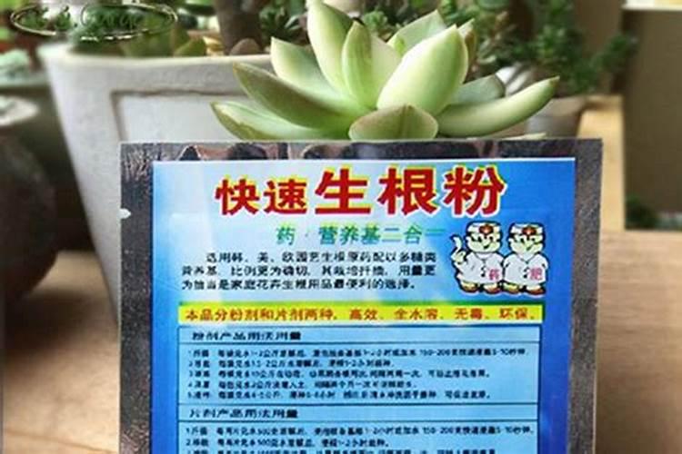 生根粉直接兑水浇上可以吗生根粉放水里几天还可以用吗