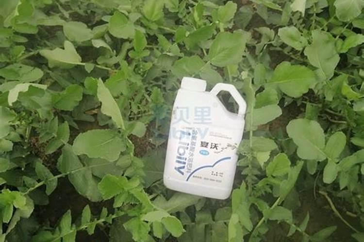 想要种植萝卜,什么时候施肥最好？
