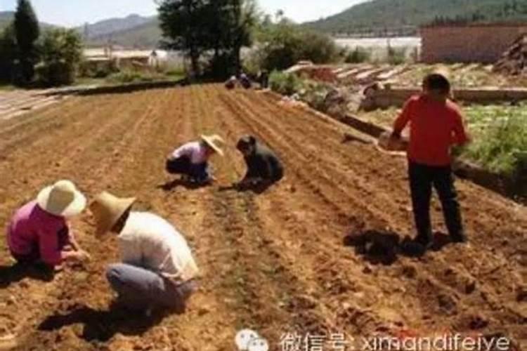 大葱紫斑病怎么防治,大葱紫斑病用什么药