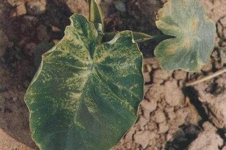 芋头施肥有禁忌,有哪些肥料不适合给芋头使用？