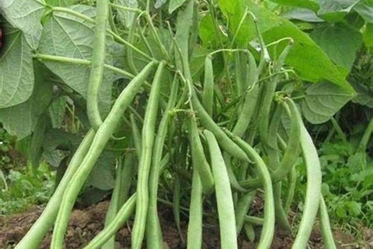 豆角用什么肥料效果好(种植豆角结果期需要什么叶面肥)