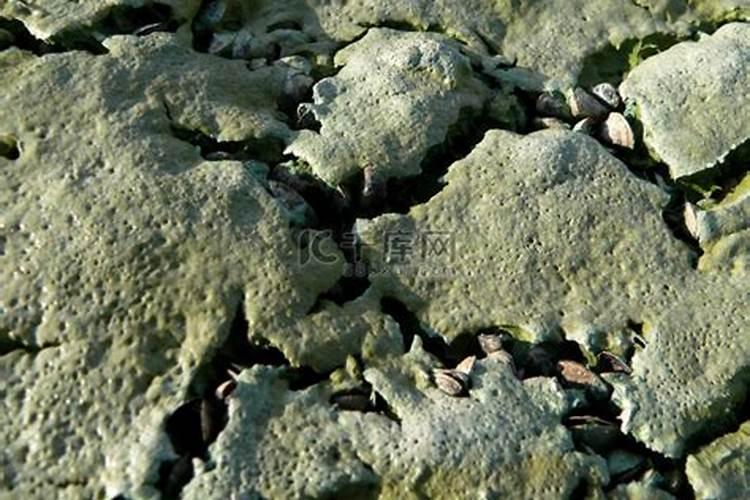 草缸水肥有哪些表现？