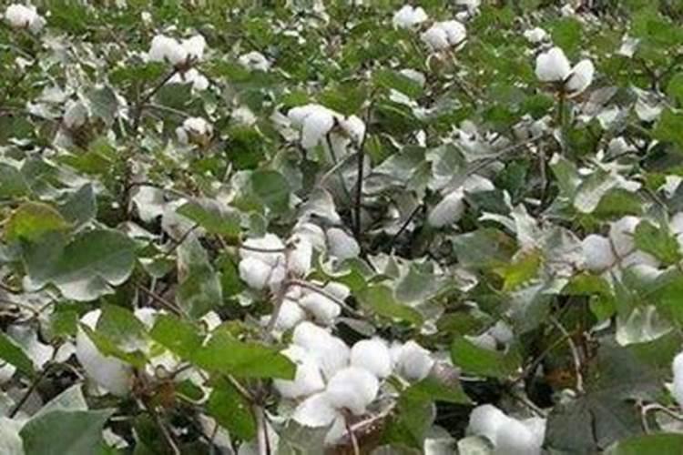 棉花施什么肥最好