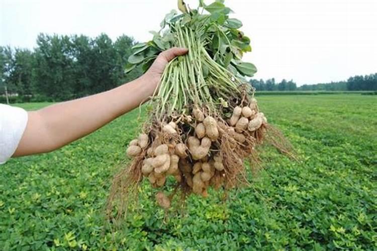 种植花生磷肥的正确方法