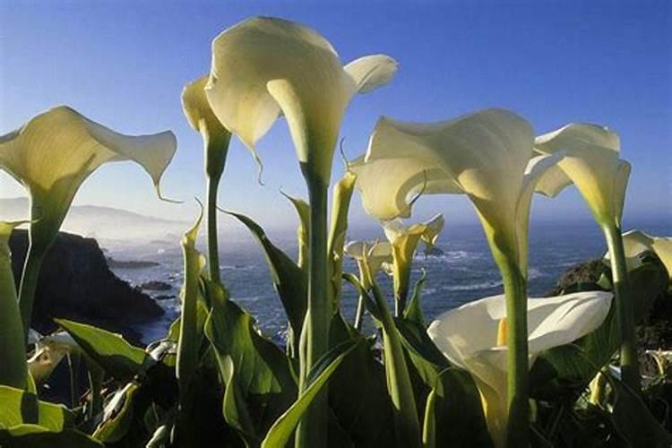 马蹄莲花谢后怎么处理