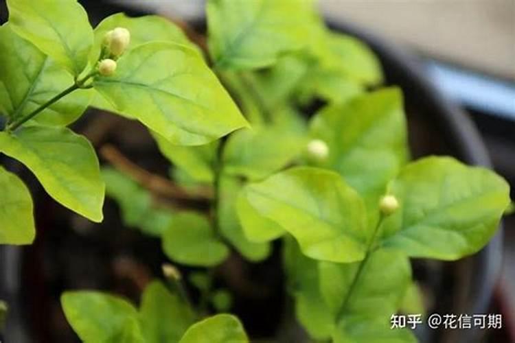 茉莉花浇什么肥料合适