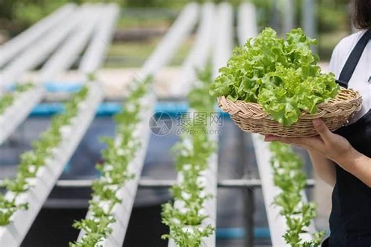 种植辣椒果实发育和成熟期,对水肥的要求都有哪些？