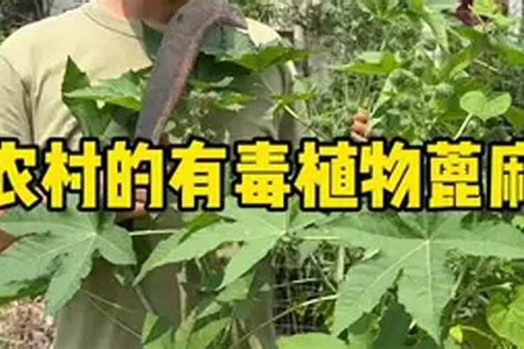 请教养兰高手用做君子兰肥料的(麻子)是蓖麻子吗