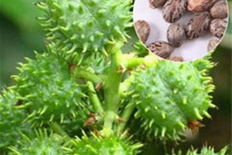 以前在农村常见种植蓖麻,为什么现在很少有人种了呢？