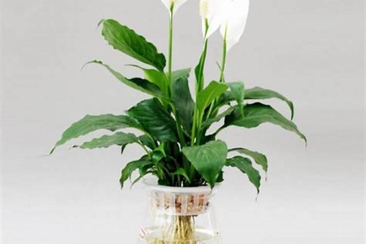 水培白掌的养殖方法要点有哪些