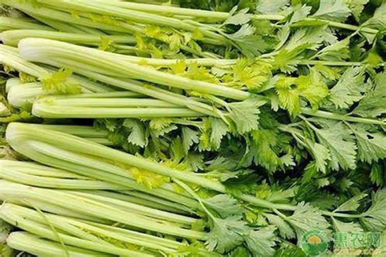 大棚芹菜寒潮来了可以冲施肥料吗