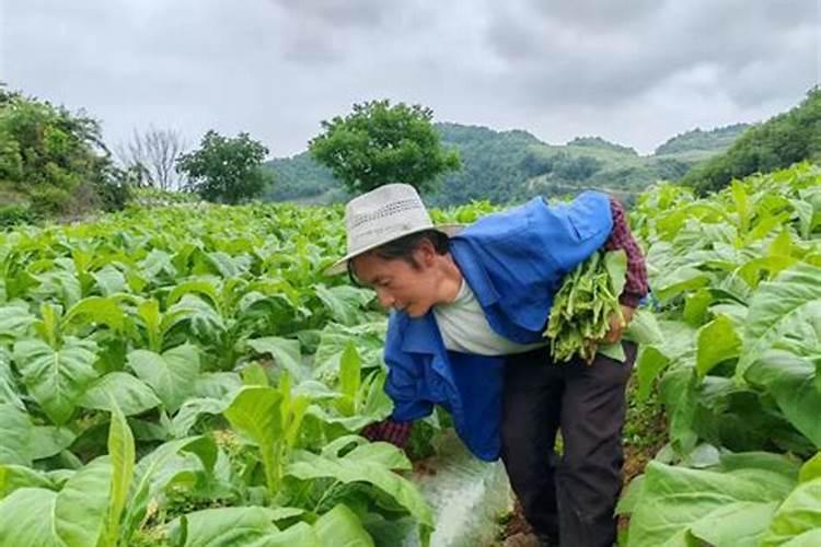 怎样种植烤烟产量高