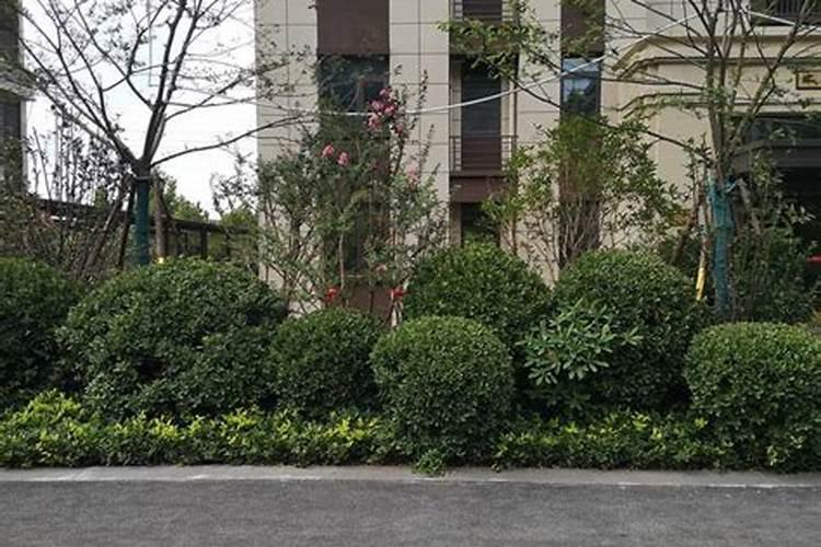 园林植物施肥应注意的事项有哪些