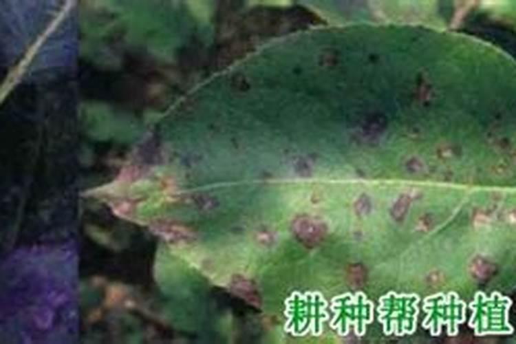 梨树花期用什么药
