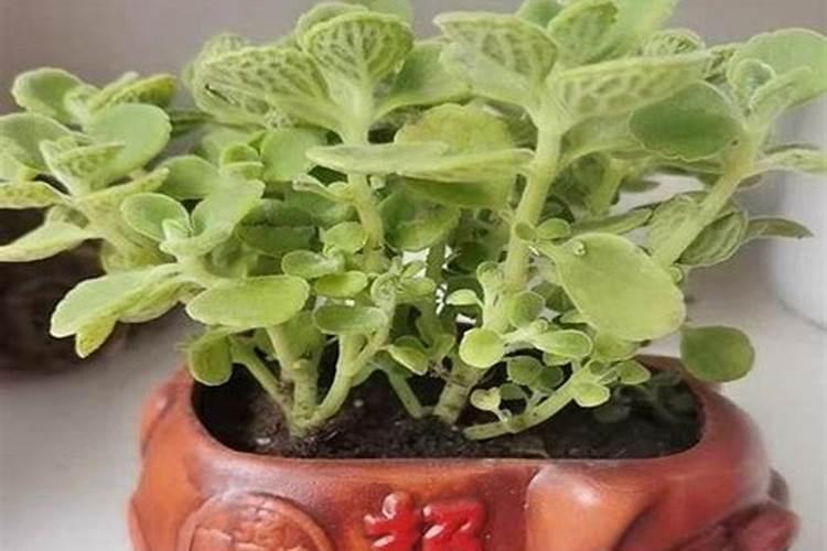 如何给碰碰香多肉植物施肥