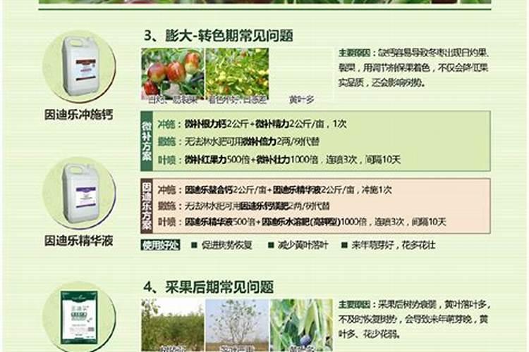 冬枣初花期能浇水冲肥吗？