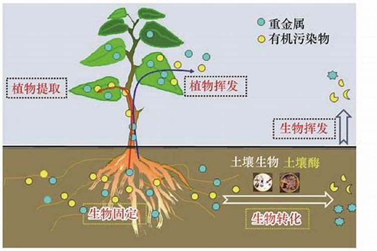 水稻怎么施硅肥,硅肥对水稻的效果有哪些
