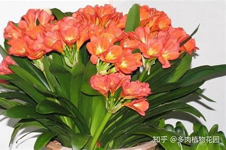 君子兰怎么施肥,君子兰什么时候施肥好