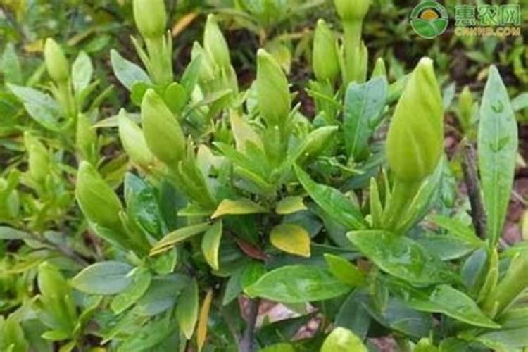 栀子花什么时候施肥