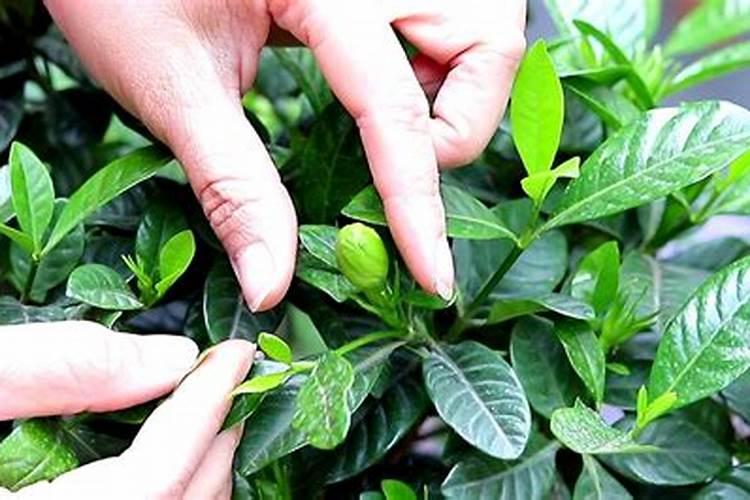 栀子花肥料用什么肥料合适怎么用？