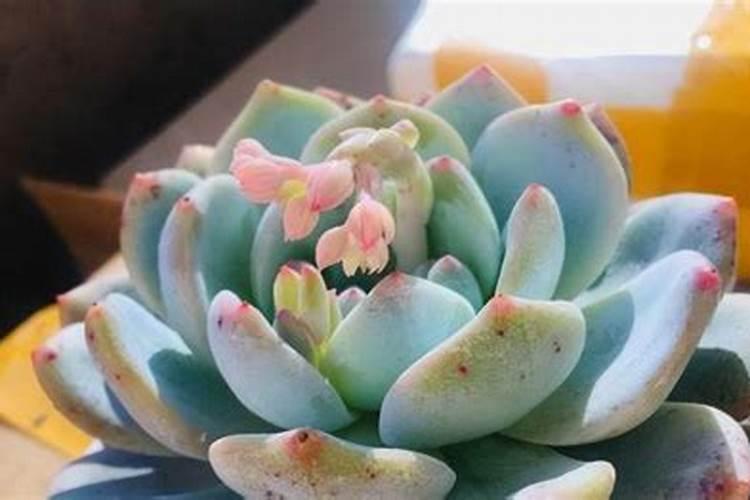 花多多1号可以浇多肉吗