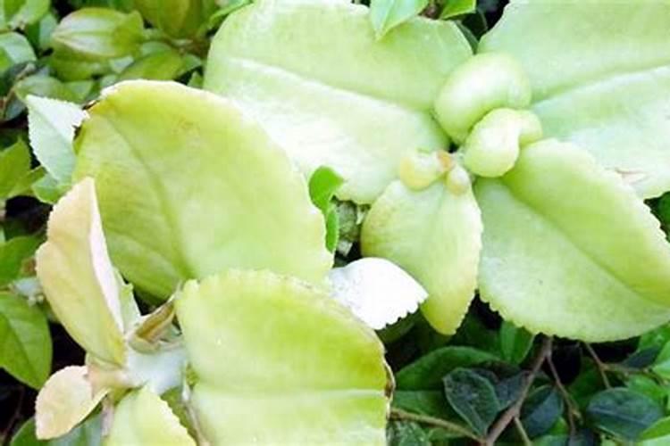 请教肥厚叶子植物学名